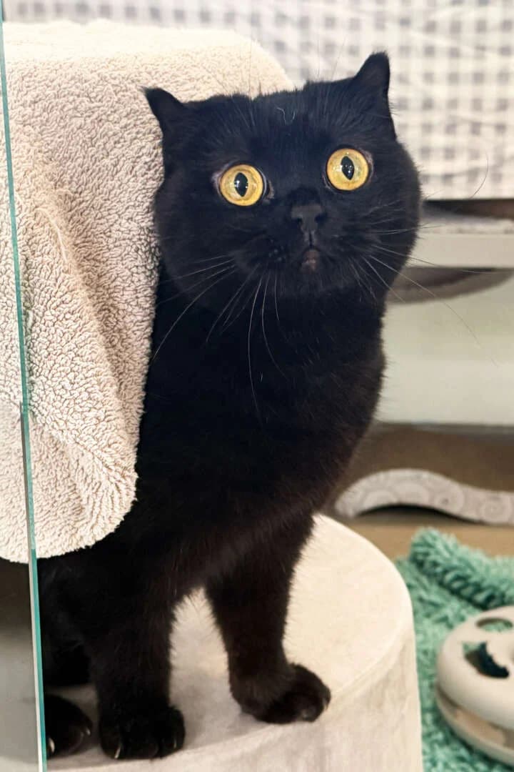 Amy, female 4yo Scottish Fold for adoption at Tierheim Berlin, Berlin