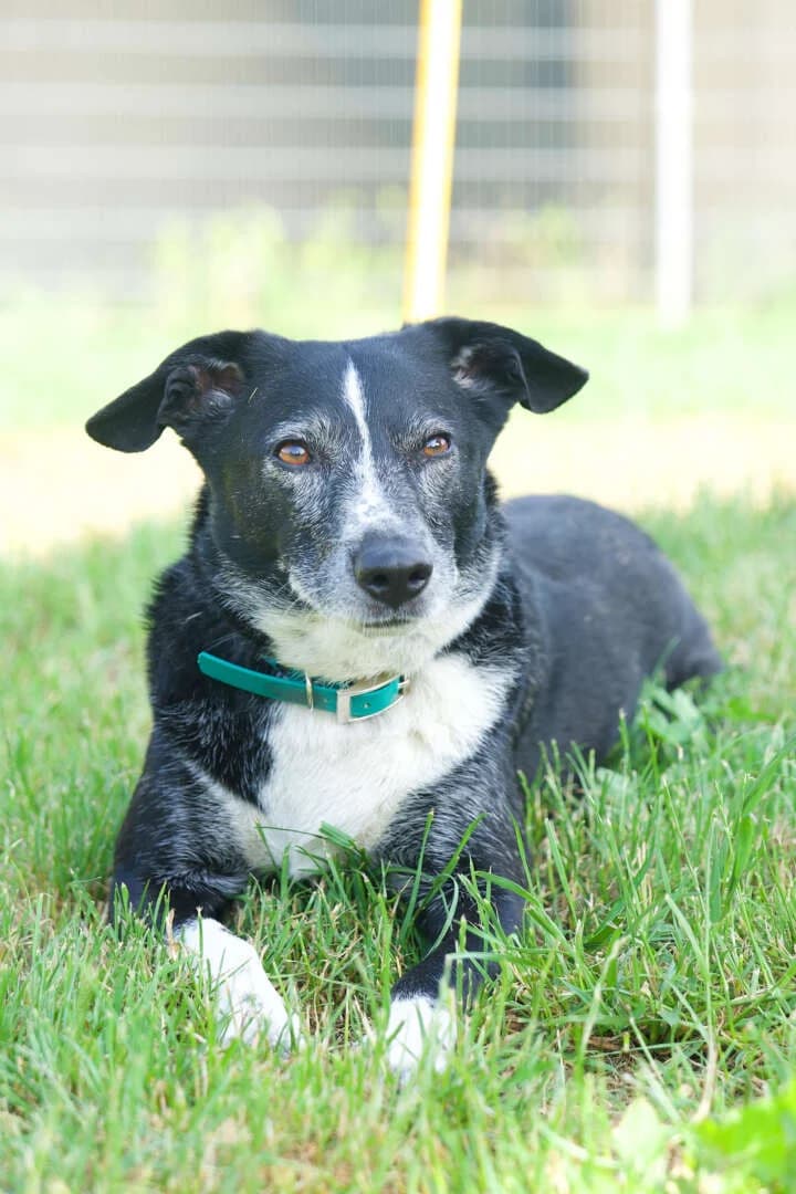 Archie, male 3yo mixed breed for adoption at Tierheim Berlin, Berlin