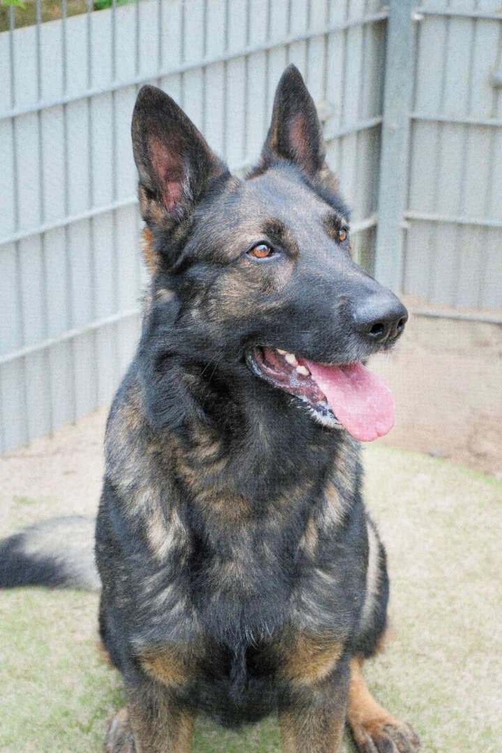 Azrael, male 4yo German Shepherd for adoption at Tierheim Berlin, Berlin