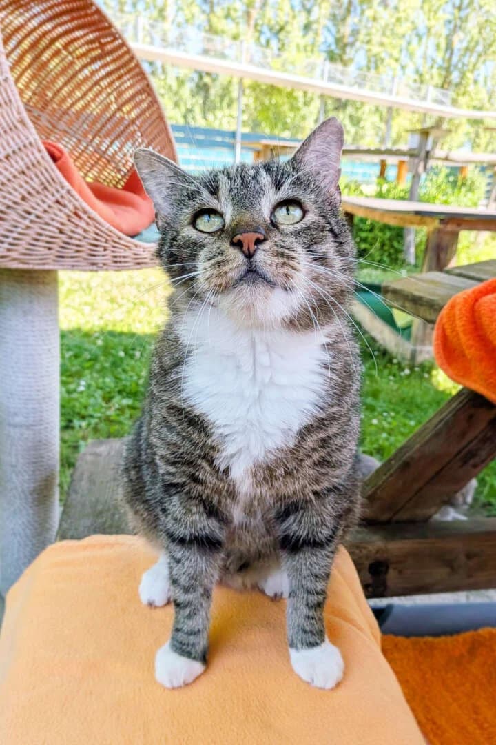 Balu, male senior European Shorthair for adoption at Tierheim Berlin, Berlin