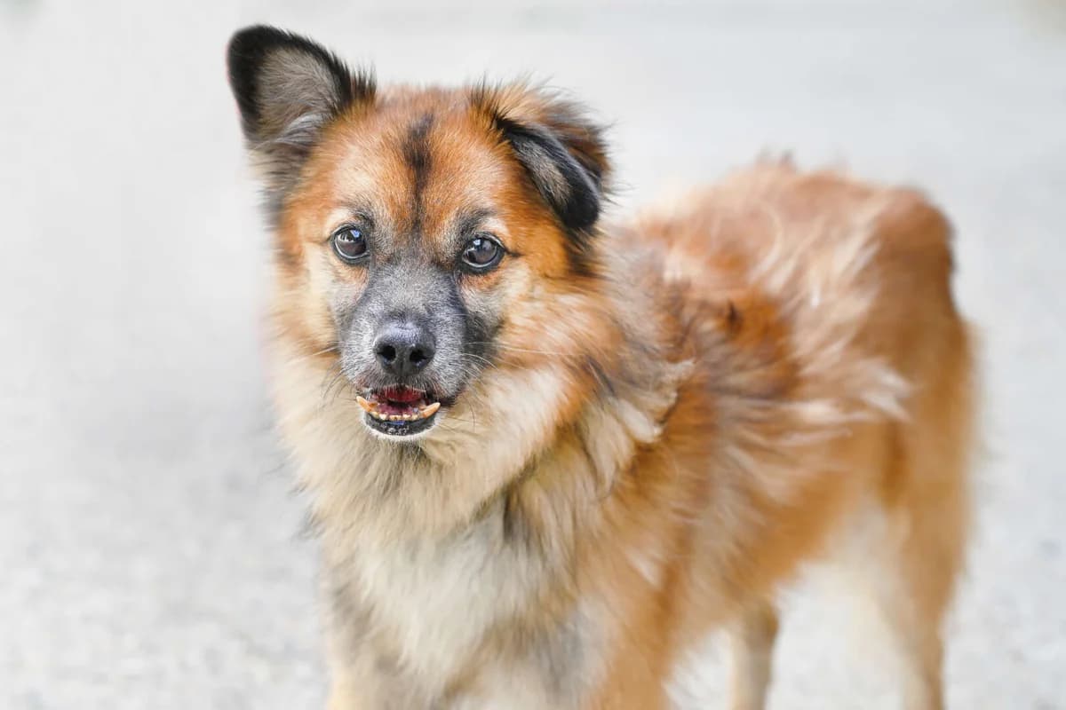 Benny,  (Tierheim Berlin)