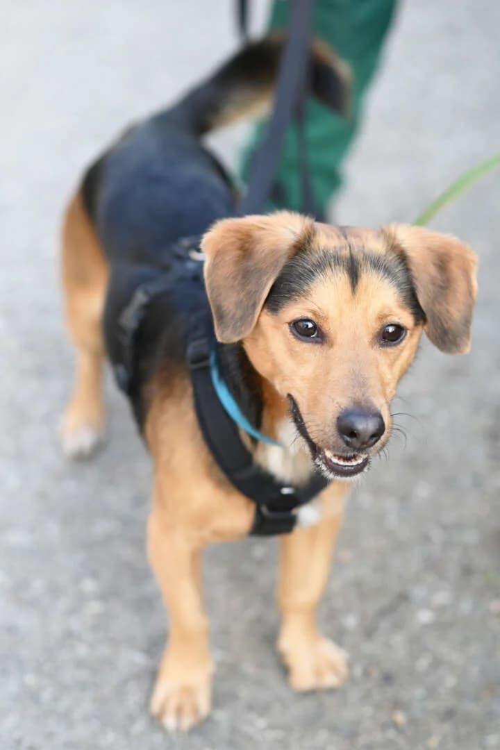 Bobby, male young Mixed Breed for adoption at Tierheim Berlin, Berlin