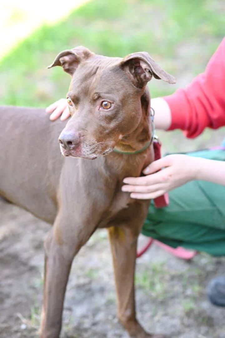 Bowie, male 7yo Labrador Retriever for adoption at Tierheim Berlin, Berlin