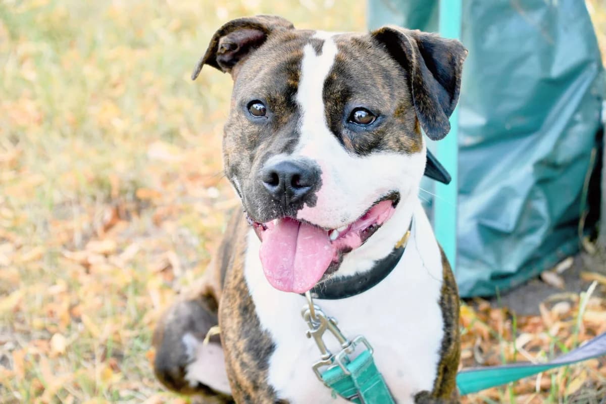 Bucky, Staffordshire Bull Terrier (Tierheim Berlin)