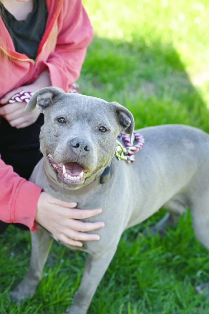 Ceyla, female 6yo Staffordshire Bull Terrier for adoption at Tierheim Berlin, Berlin