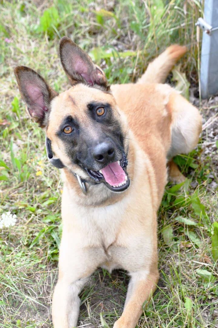 Chico, Belgian Malinois (Tierheim Berlin)