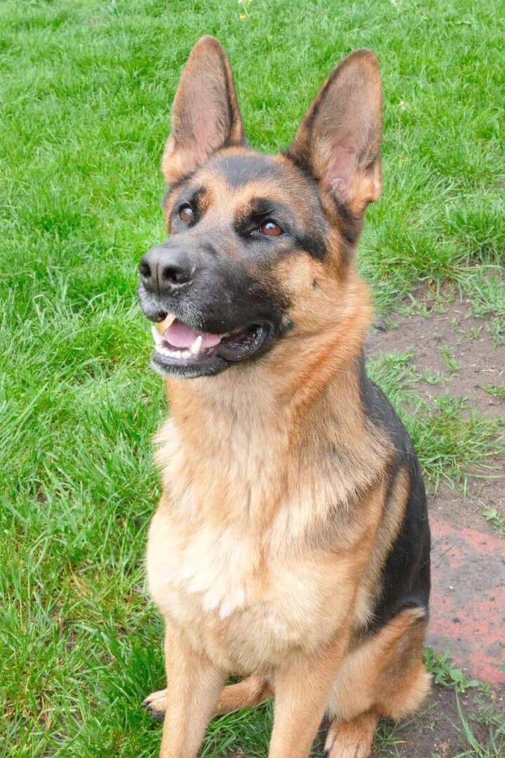 Chloe, female young German Shepherd for adoption at Tierheim Berlin, Berlin