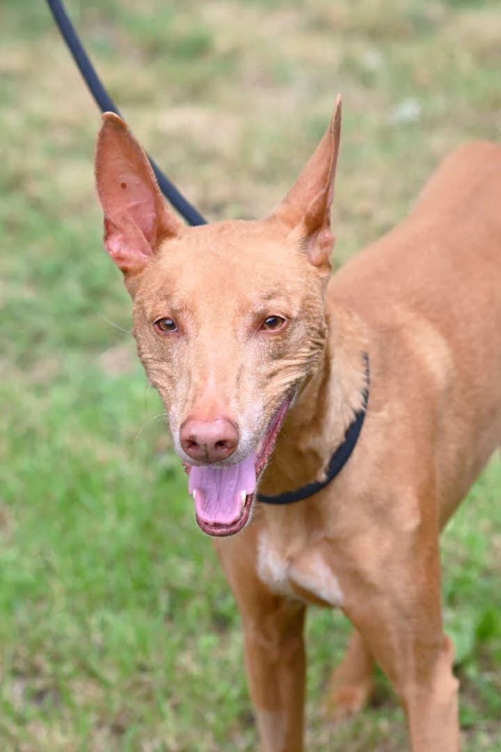 Claus, male senior mixed breed for adoption at Tierheim Berlin, Berlin