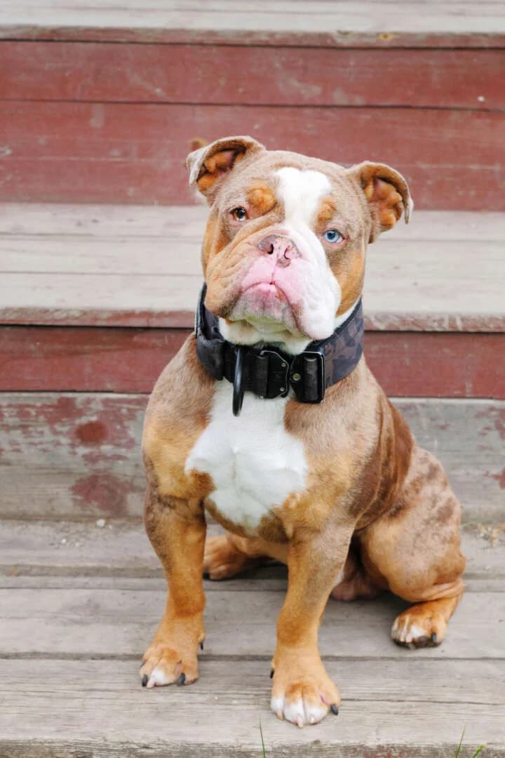 Denver, male young English Bulldog for adoption at Tierheim Berlin, Berlin