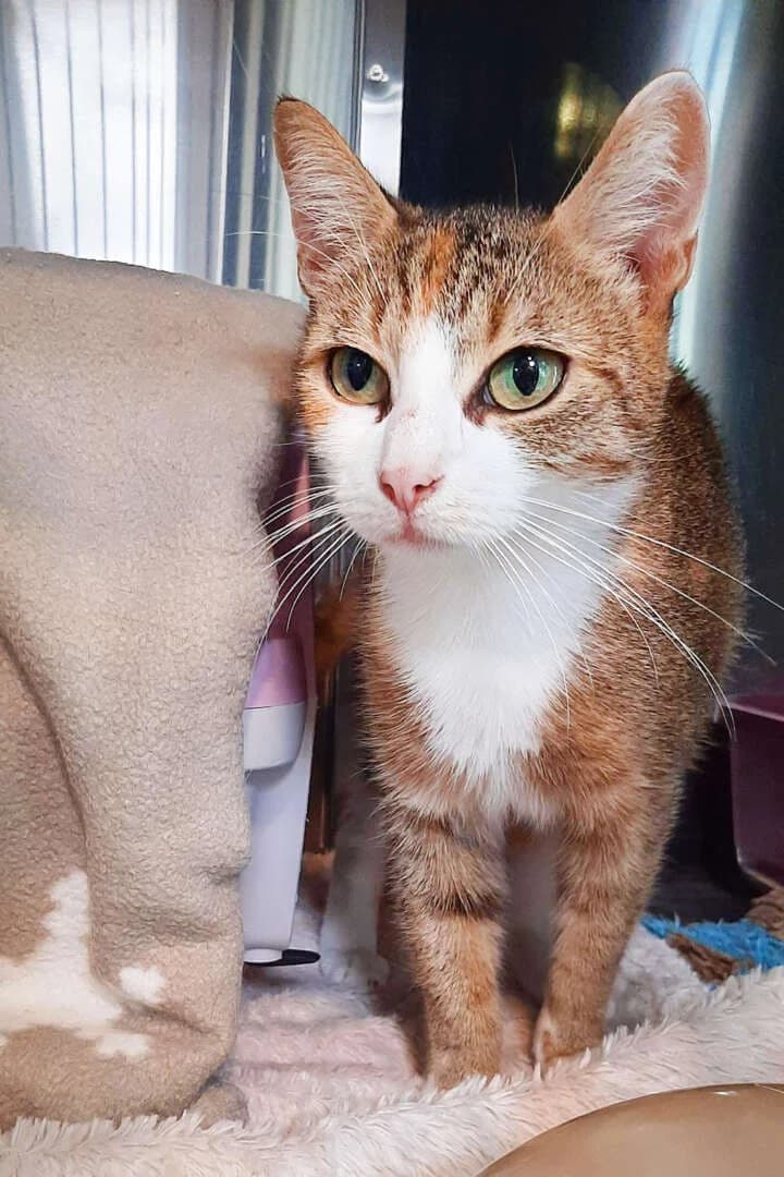Dilara, female European Shorthair for adoption at Tierheim Berlin, Berlin