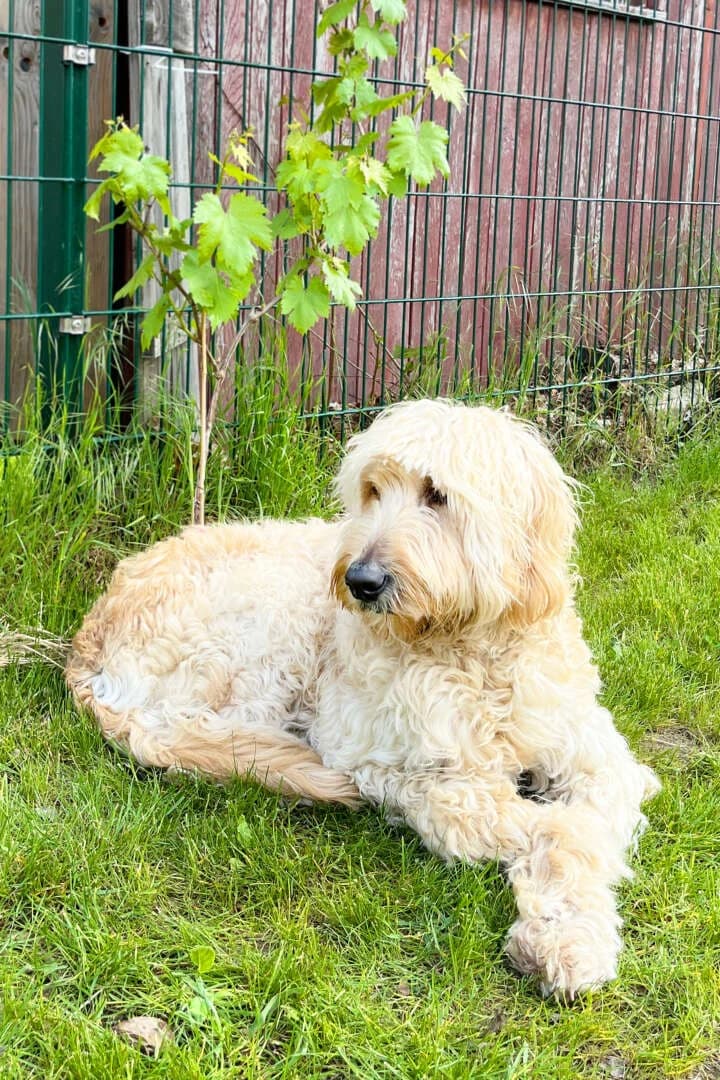 Djaika, female 7yo Labradoodle for adoption at Tierheim Berlin, Berlin