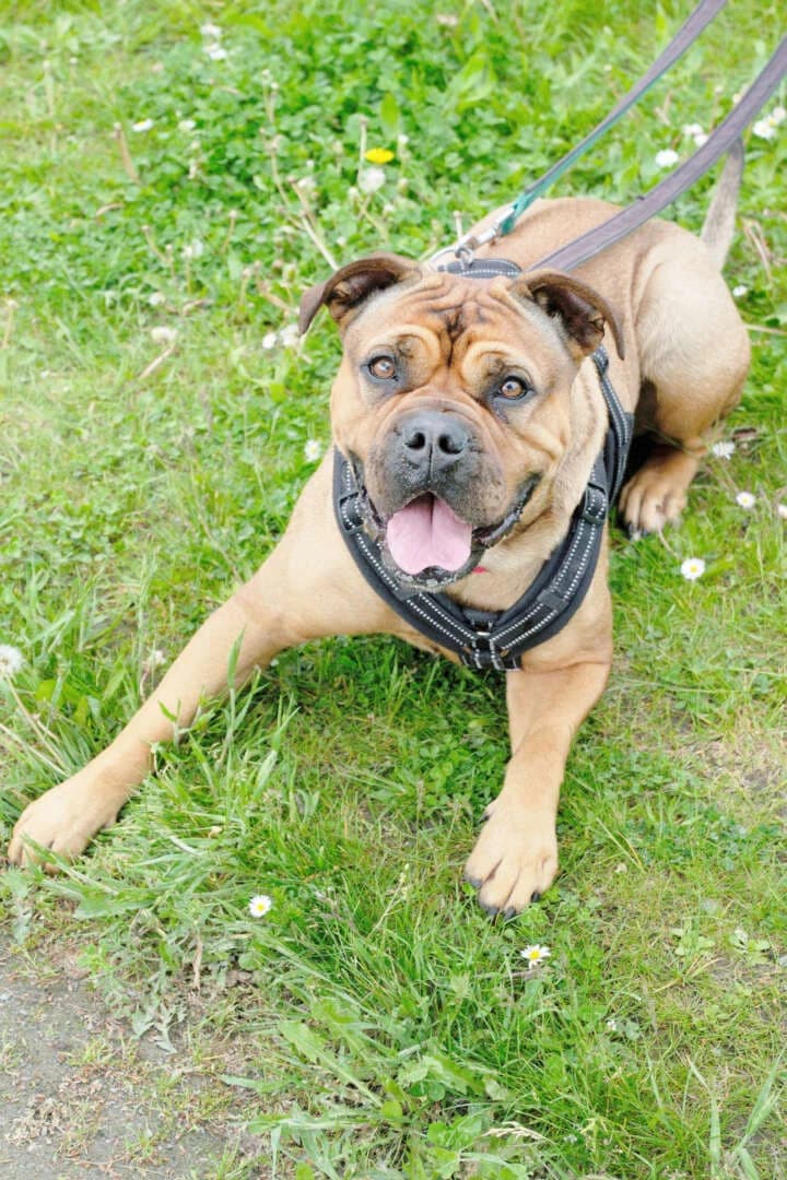 Edda, female 3yo English Bulldog for adoption at Tierheim Berlin, Berlin