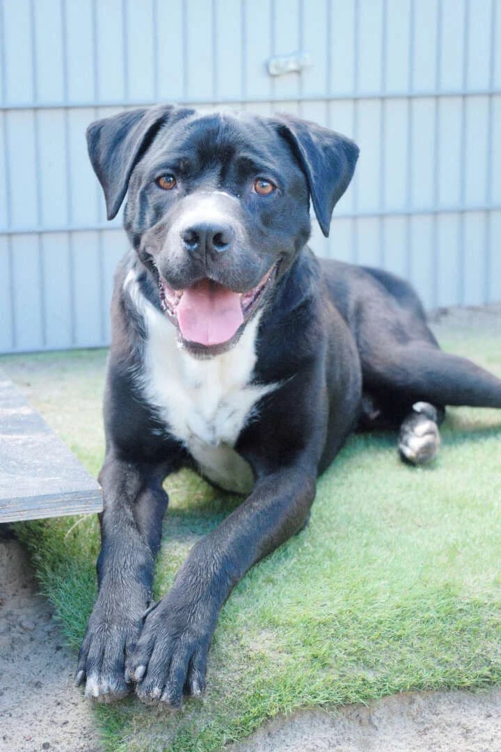Egon, male senior Cane Corso for adoption at Tierheim Berlin, Berlin