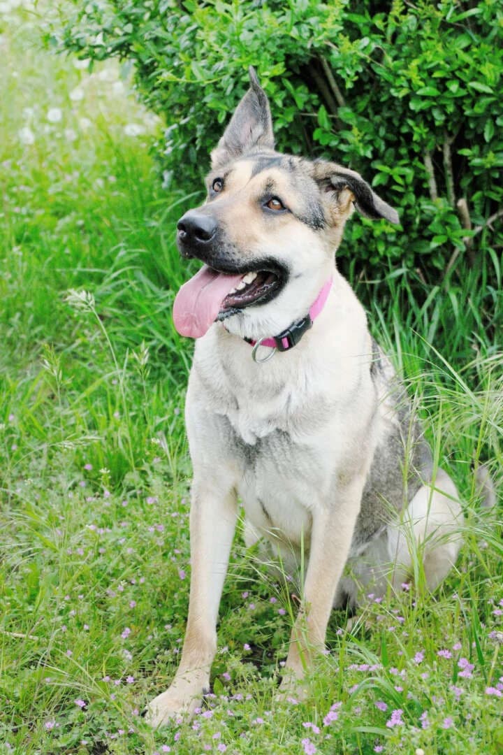 Ellie, female young German Shepherd for adoption at Tierheim Berlin, Berlin
