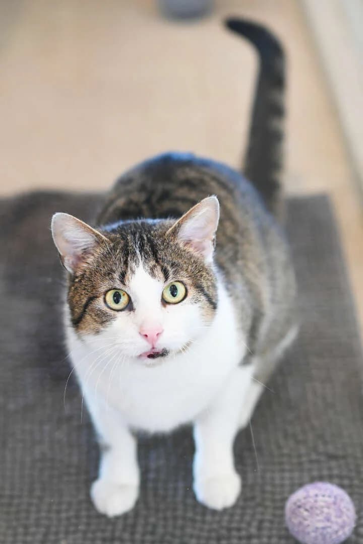 Frederick, male European Shorthair for adoption at Tierheim Berlin, Berlin