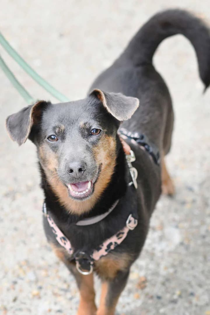 Holly, female 4yo mixed breed for adoption at Tierheim Berlin, Berlin