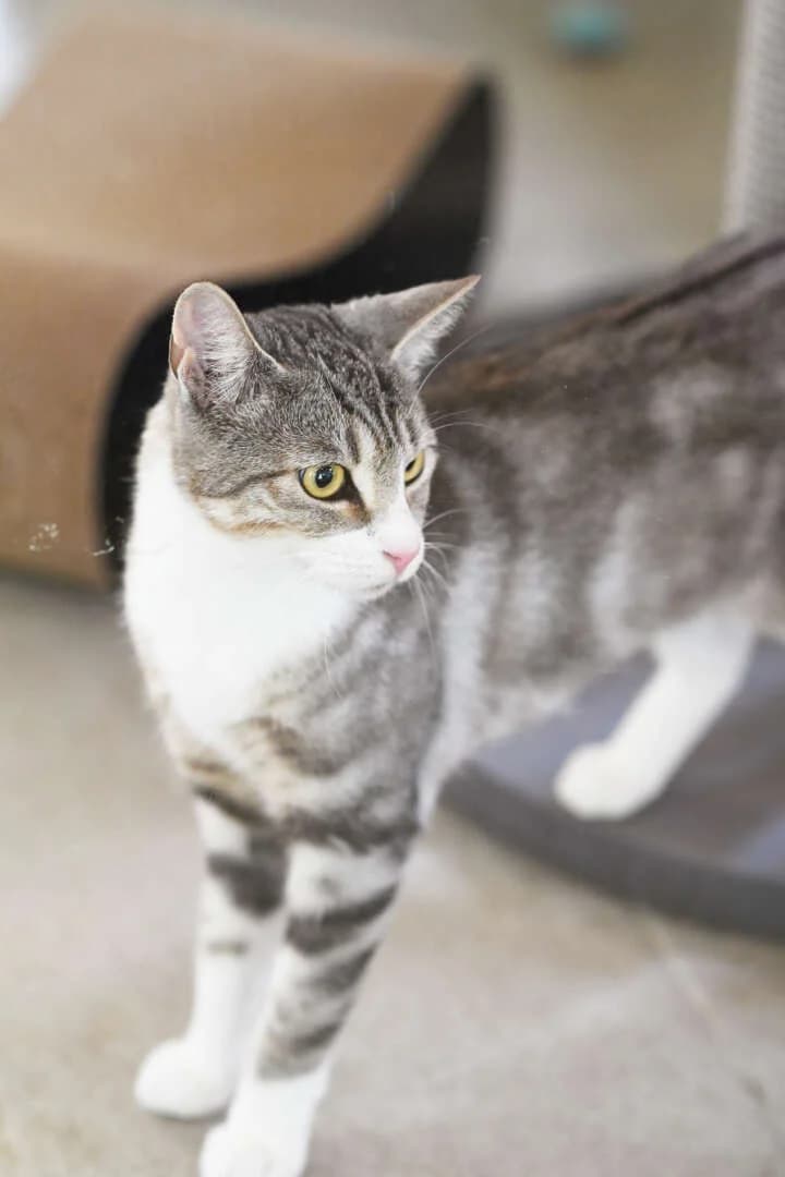 Inki, female 4yo European Shorthair for adoption at Tierheim Berlin, Berlin