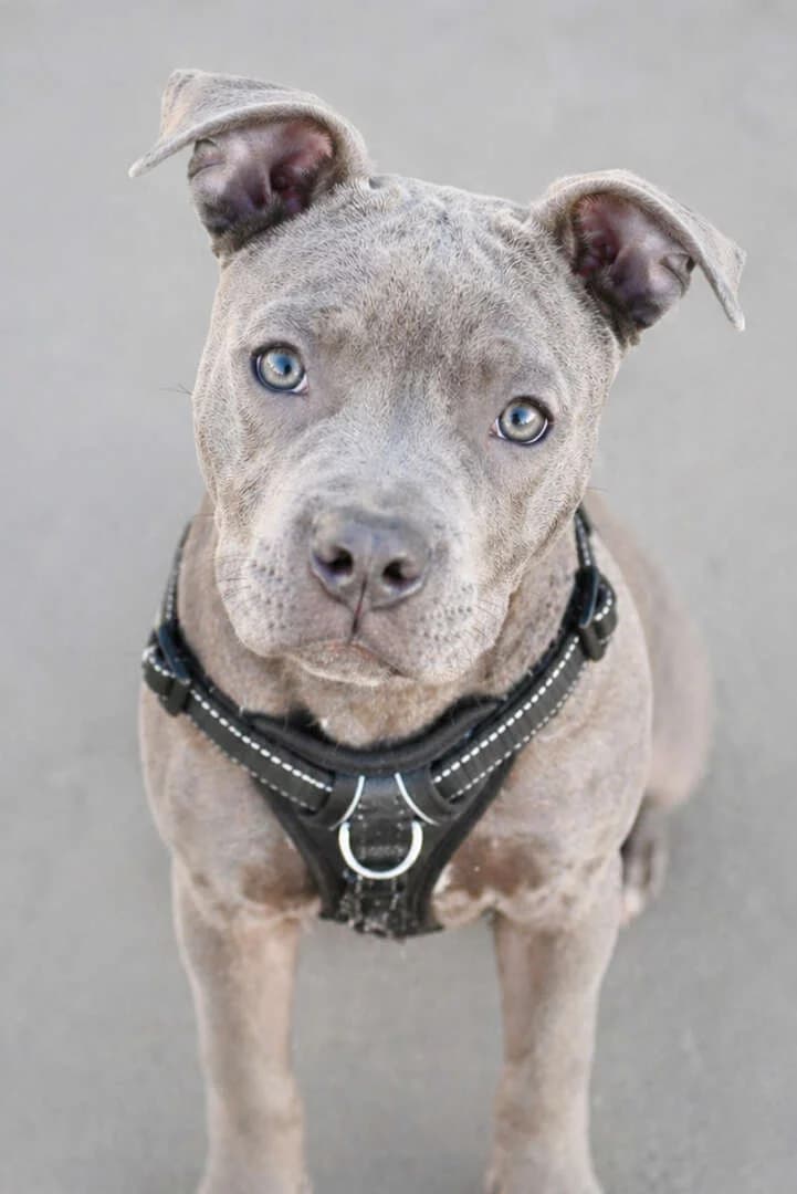 Jack, male puppy Staffordshire Bull Terrier for adoption at Tierheim Berlin, Berlin