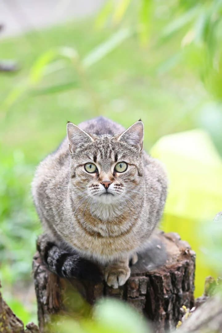 Jolanda, female senior European Shorthair for adoption at Tierheim Berlin, Berlin