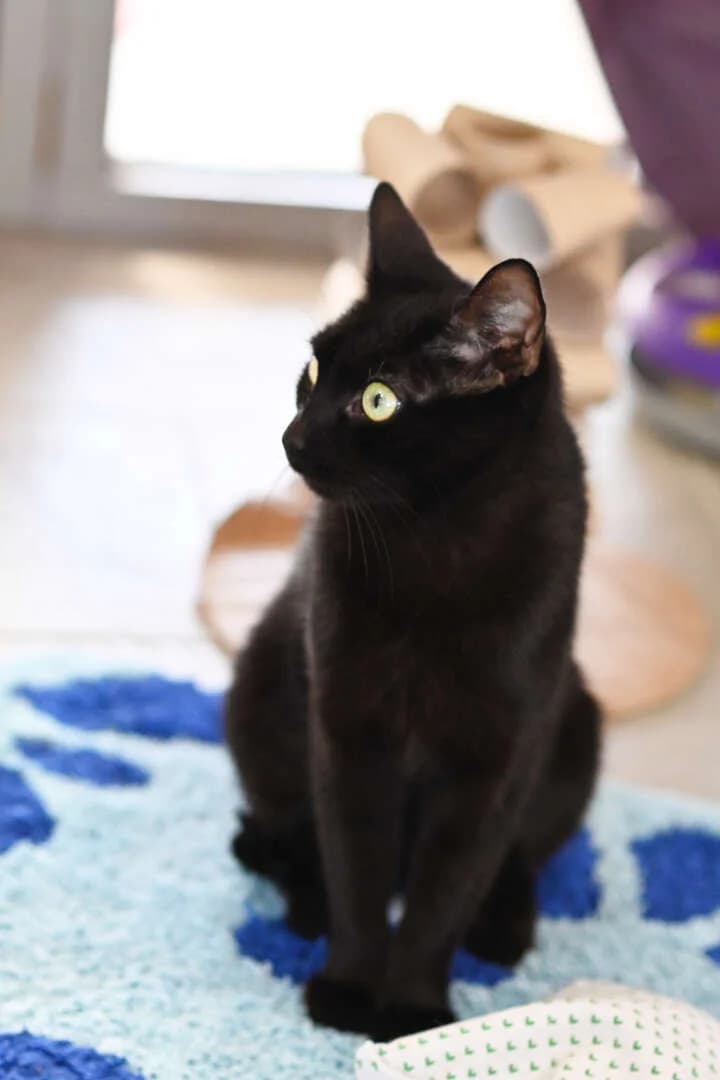 Kanta, female 4yo European Shorthair for adoption at Tierheim Berlin, Berlin
