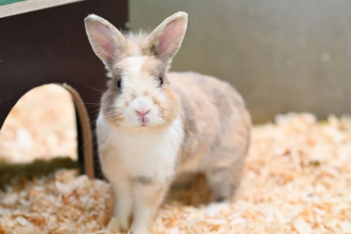Koro, male 4yo mixed breed for adoption at Tierheim Berlin, Berlin