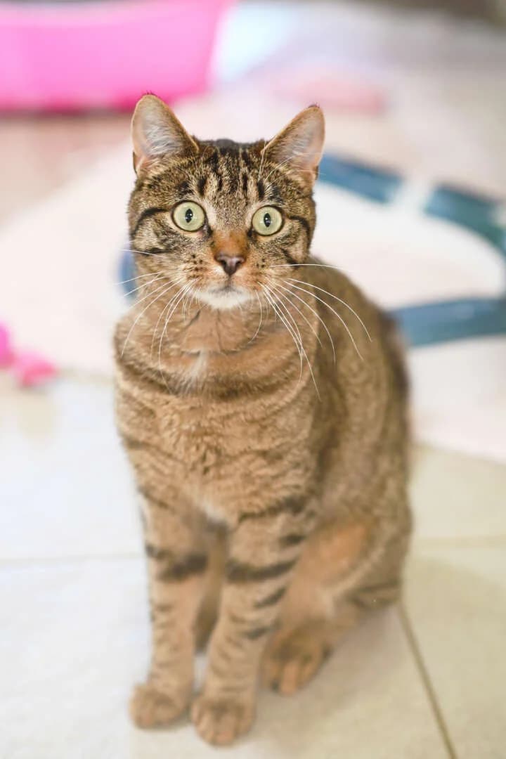 Kristina, female 5yo European Shorthair for adoption at Tierheim Berlin, Berlin