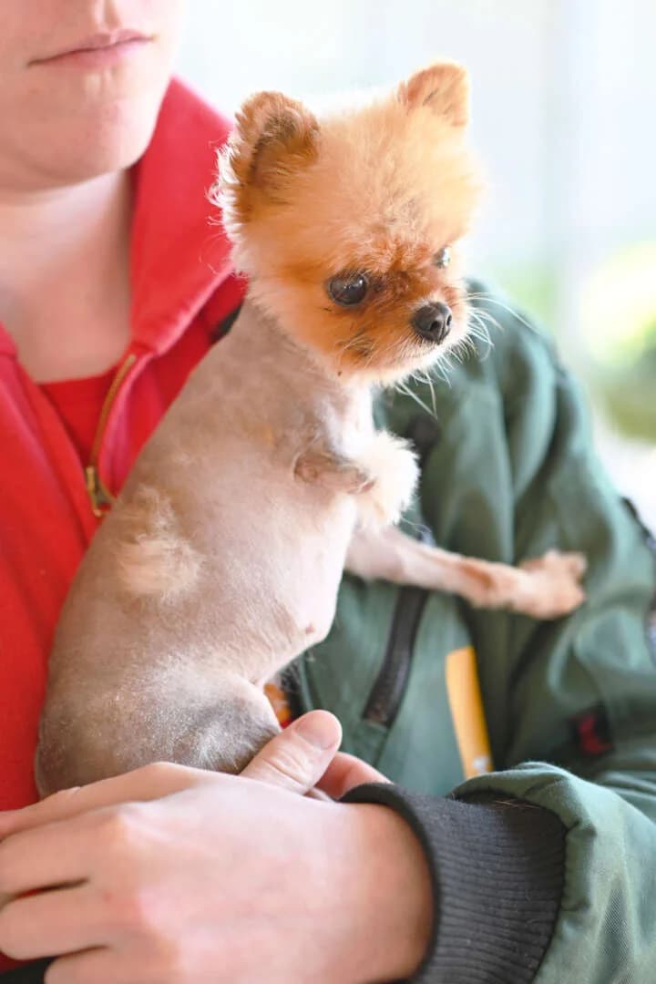 Ladie, female 7yo Pomeranian for adoption at Tierheim Berlin, Berlin