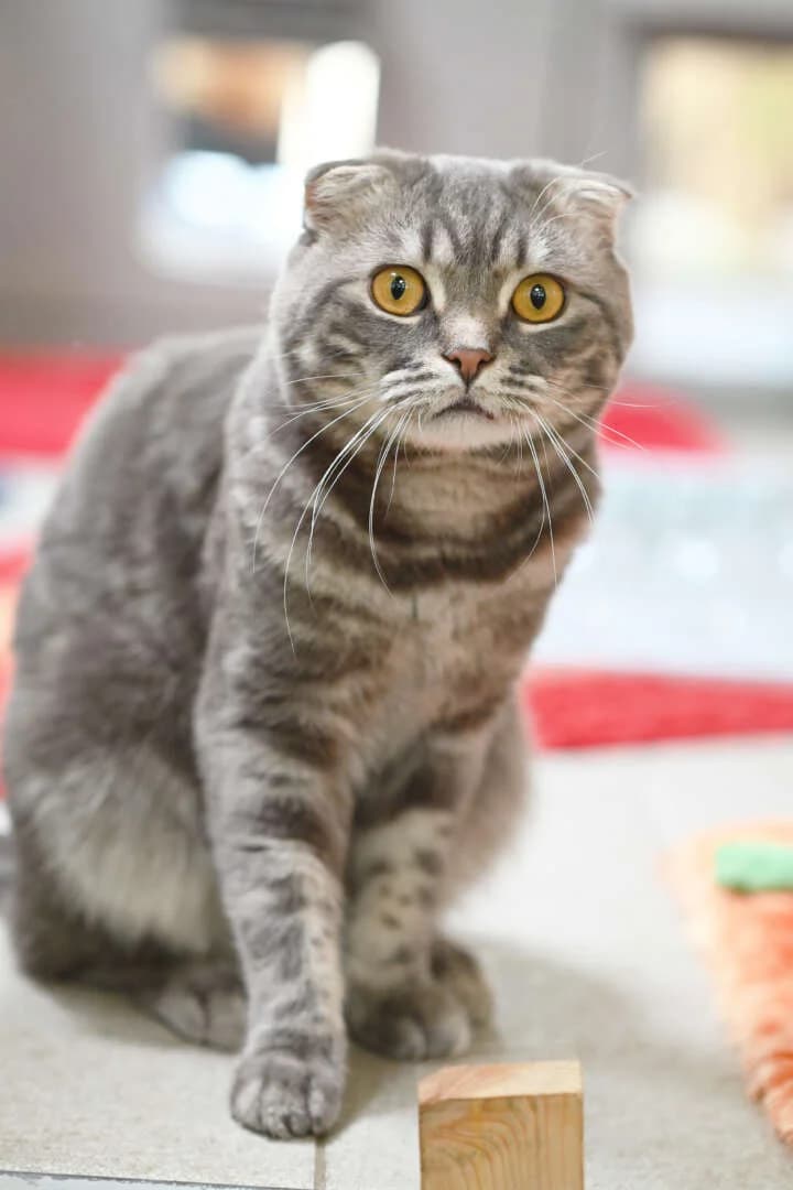 Leon, male 3yo Scottish Fold for adoption at Tierheim Berlin, Berlin