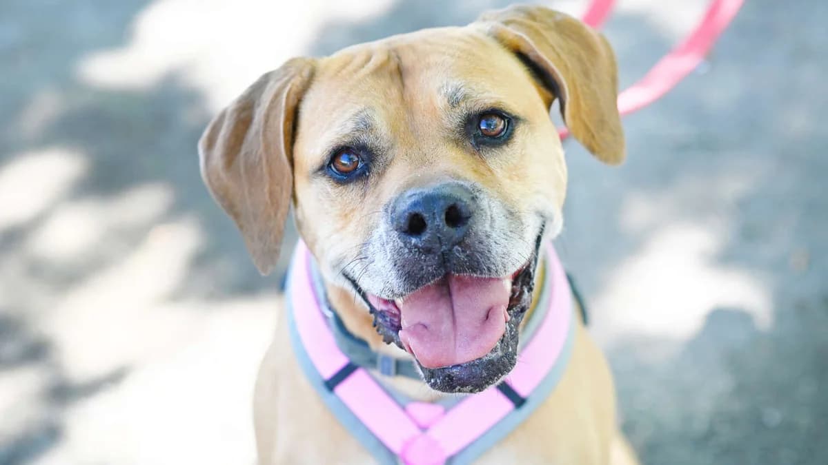 Lissy, male senior Rhodesian Ridgeback for adoption at Tierheim Berlin, Berlin