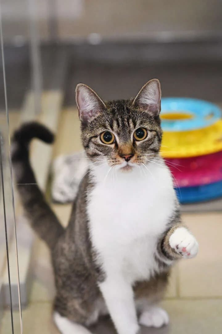 Luisa, female young European Shorthair for adoption at Tierheim Berlin, Berlin