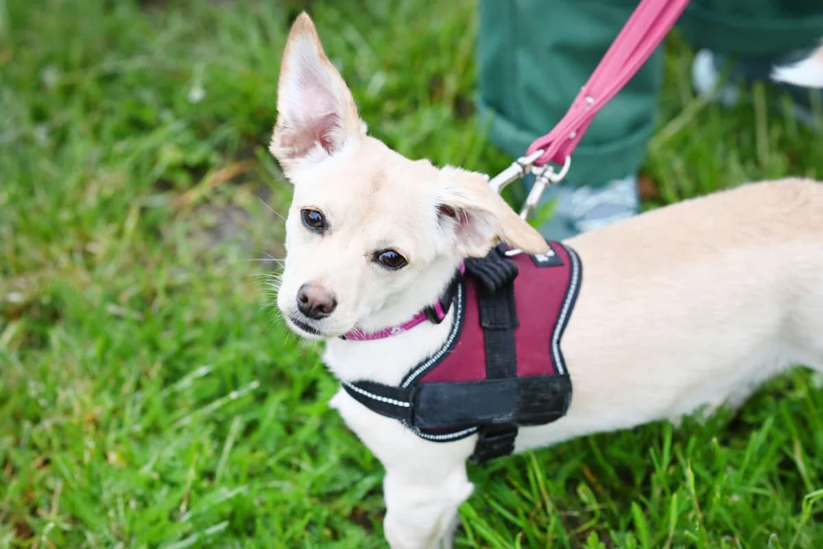 Luna, female puppy Dachshund for adoption at Tierheim Berlin, Berlin