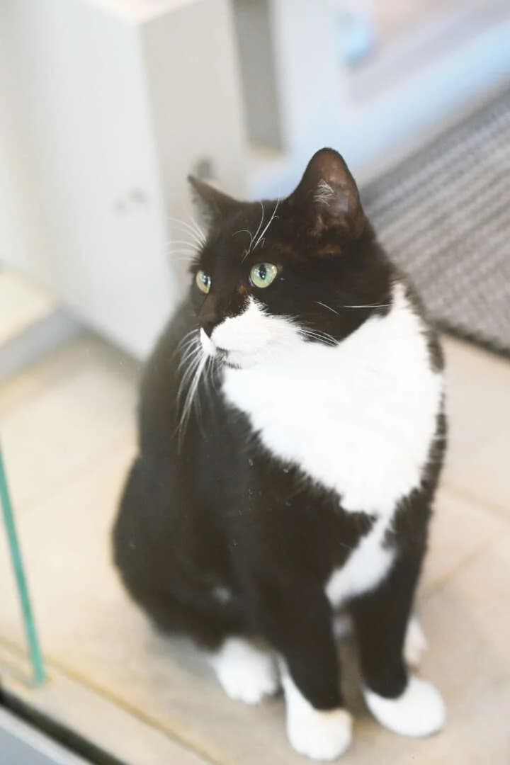 Mausi, female senior European Shorthair for adoption at Tierheim Berlin, Berlin