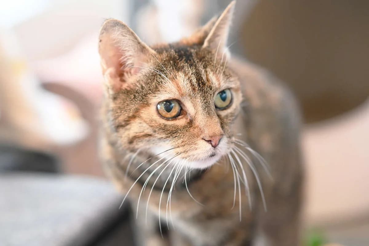 Mausi, female senior European Shorthair for adoption at Tierheim Berlin, Berlin