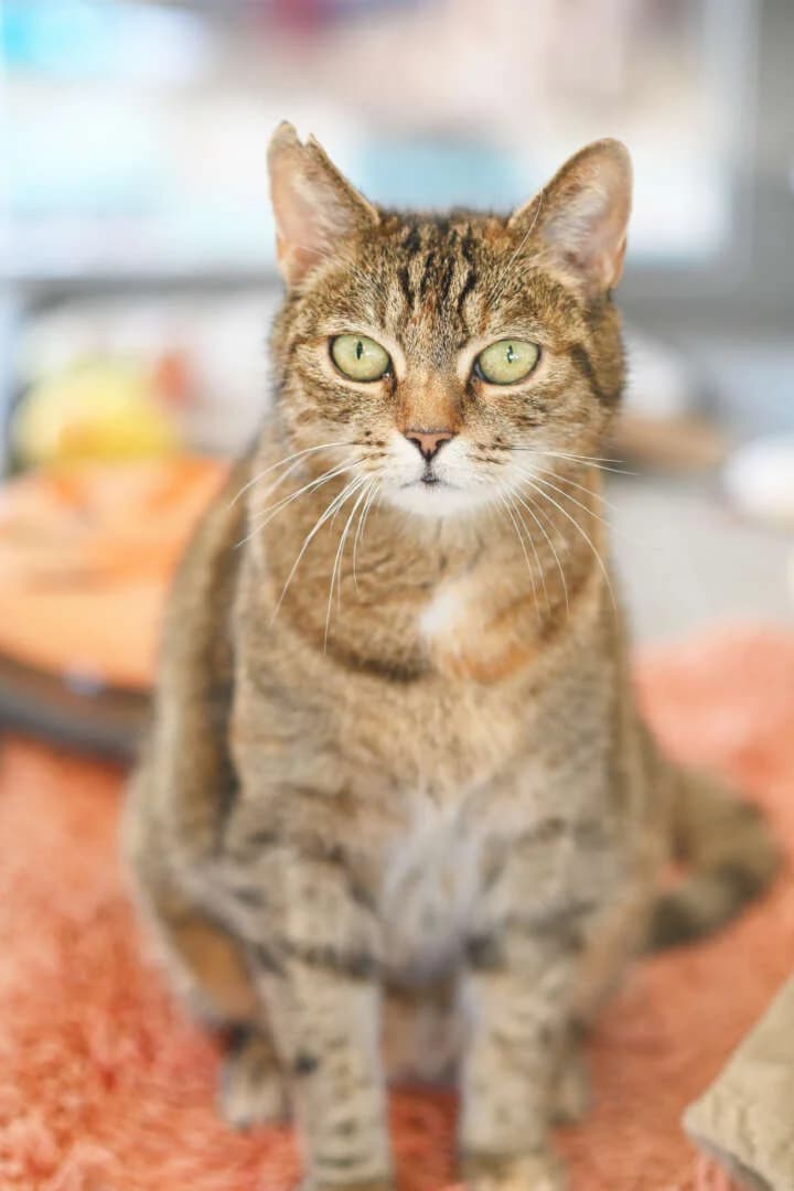 Nala, female 4yo European Shorthair for adoption at Tierheim Berlin, Berlin
