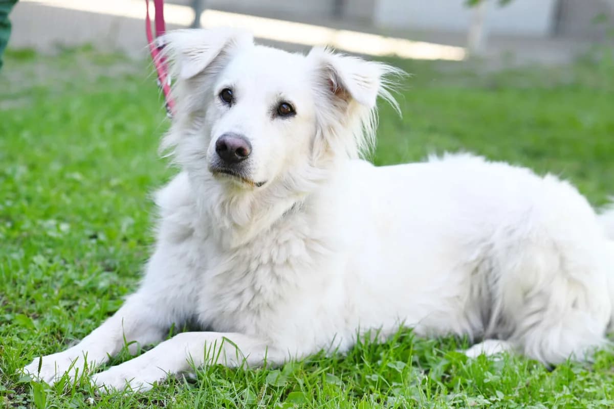 Nanuk, male 4yo Golden Retriever for adoption at Tierheim Berlin, Berlin