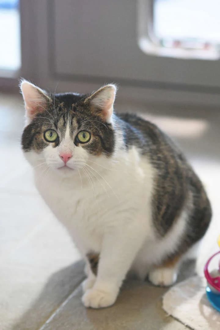 Nino, male European Shorthair for adoption at Tierheim Berlin, Berlin