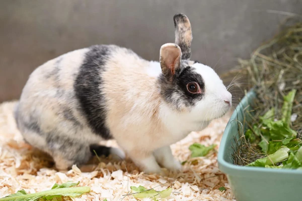 Nudossi, female 7yo mixed breed for adoption at Tierheim Berlin, Berlin
