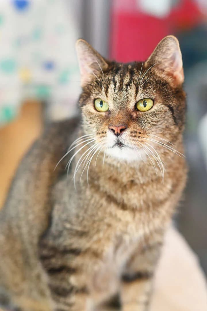 Olinde, European Shorthair (Tierheim Berlin)