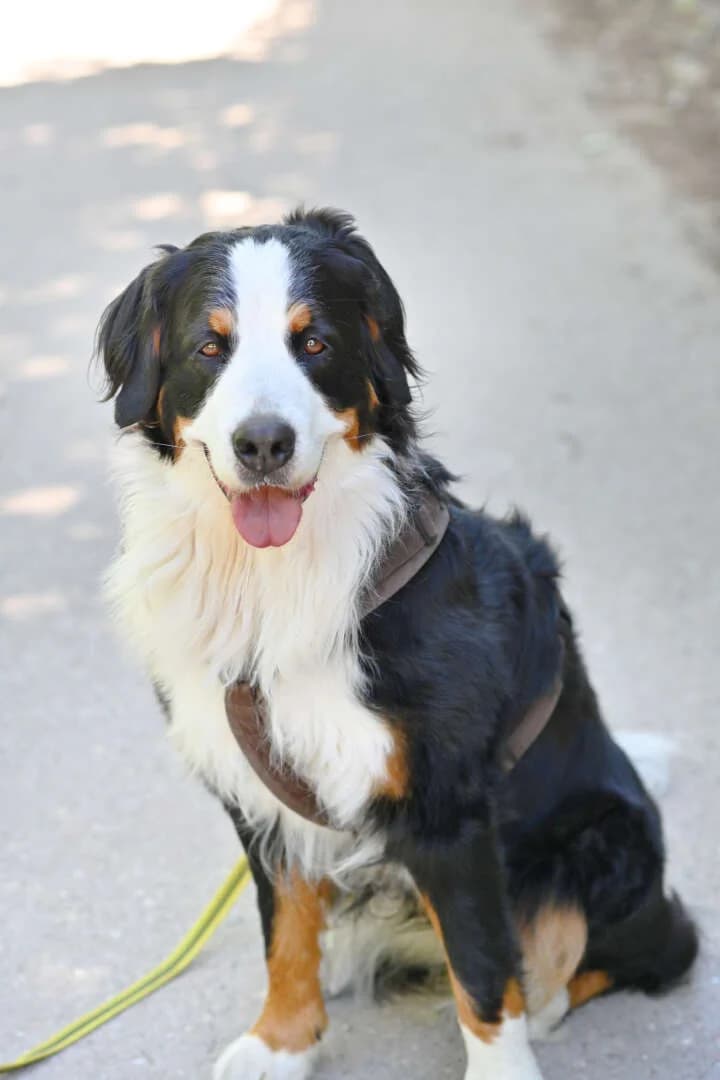 Polli, Bernese Mountain Dog (Tierheim Berlin)