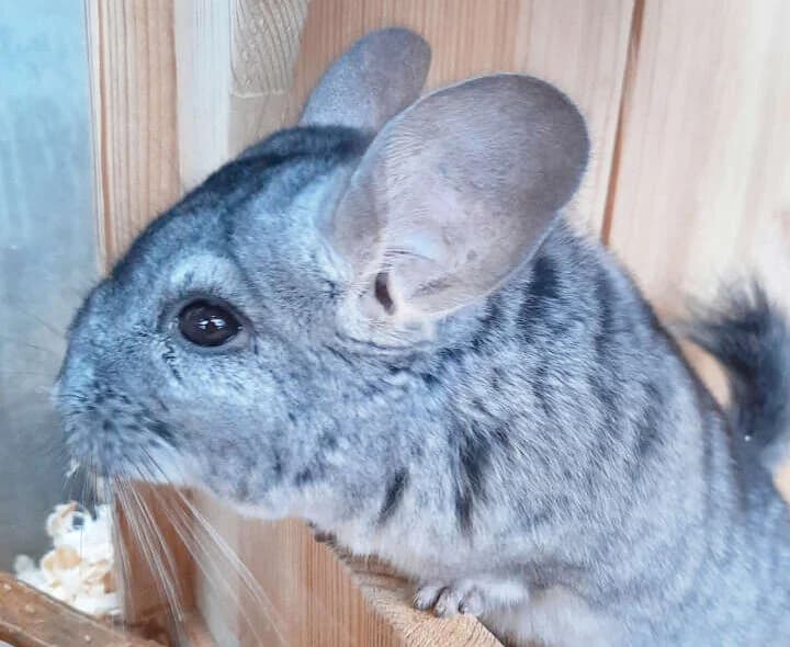 Poseidon, male 4yo Chinchilla for adoption at Tierheim Berlin, Berlin