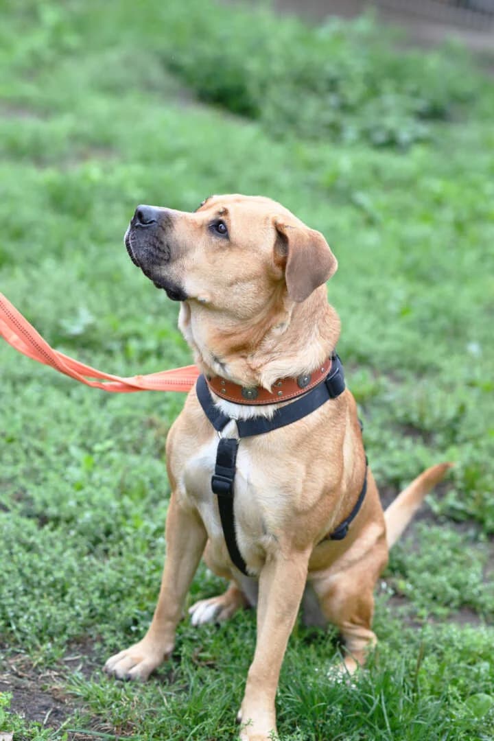 Renate, male 3yo Labrador Retriever for adoption at Tierheim Berlin, Berlin