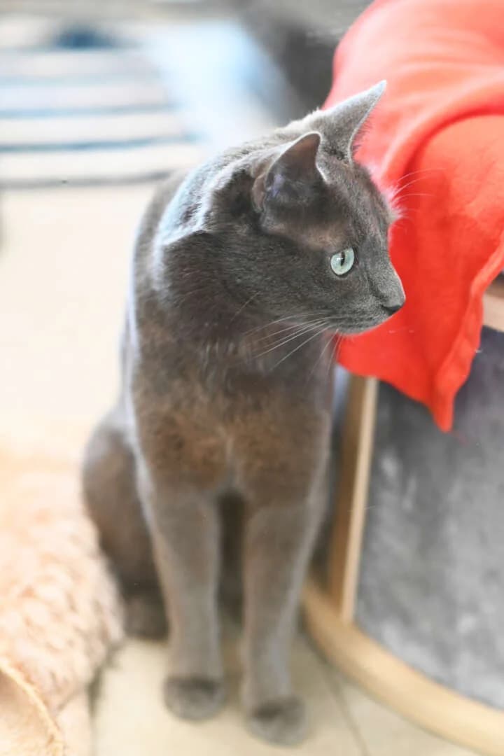Sherlock, male 3yo Russian Blue for adoption at Tierheim Berlin, Berlin
