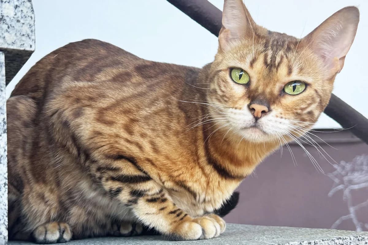 Siona, female 3yo Bengal for adoption at Tierheim Berlin, Berlin
