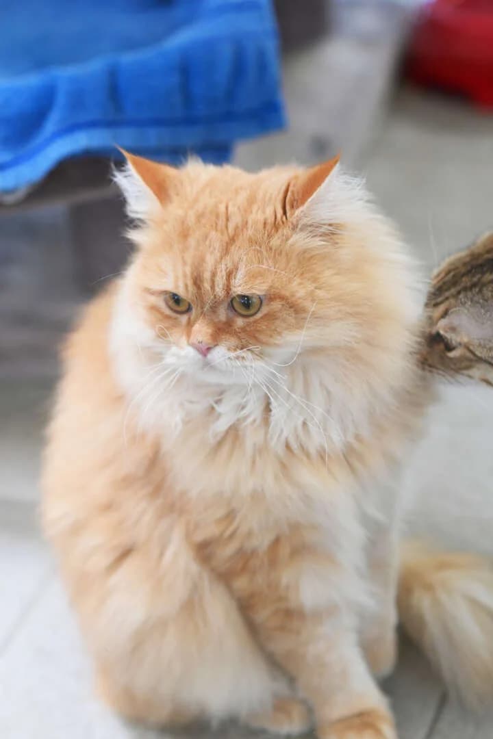 Sir Harry, male 4yo Persian for adoption at Tierheim Berlin, Berlin