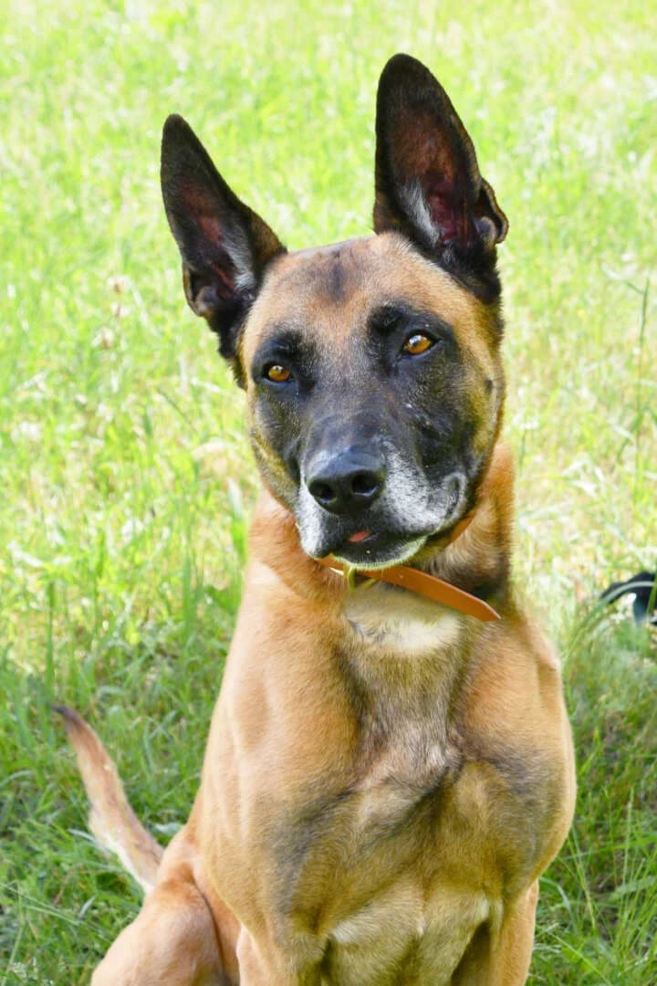 Sonic, male 5yo Belgian Malinois for adoption at Tierheim Berlin, Berlin
