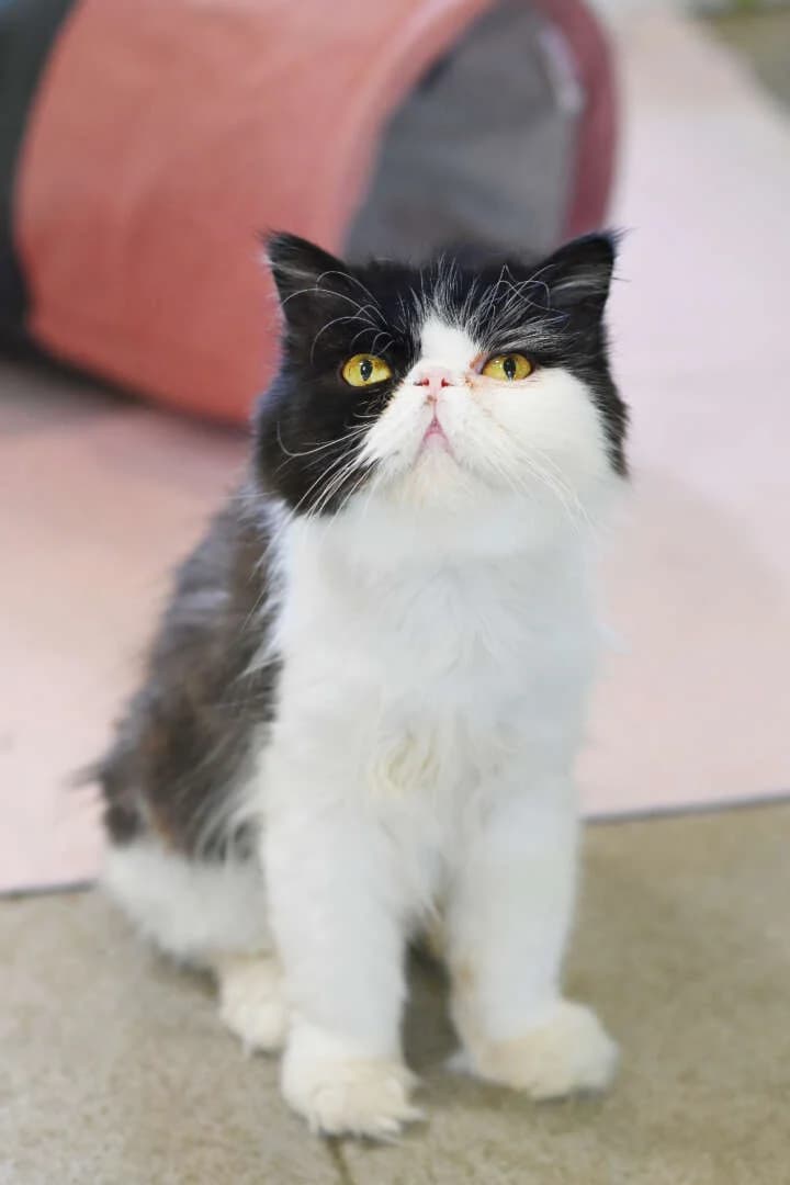 Sour Cream, female young mixed breed for adoption at Tierheim Berlin, Berlin