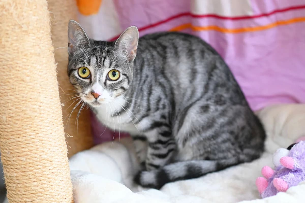 Xora, European Shorthair (Tierheim Berlin)