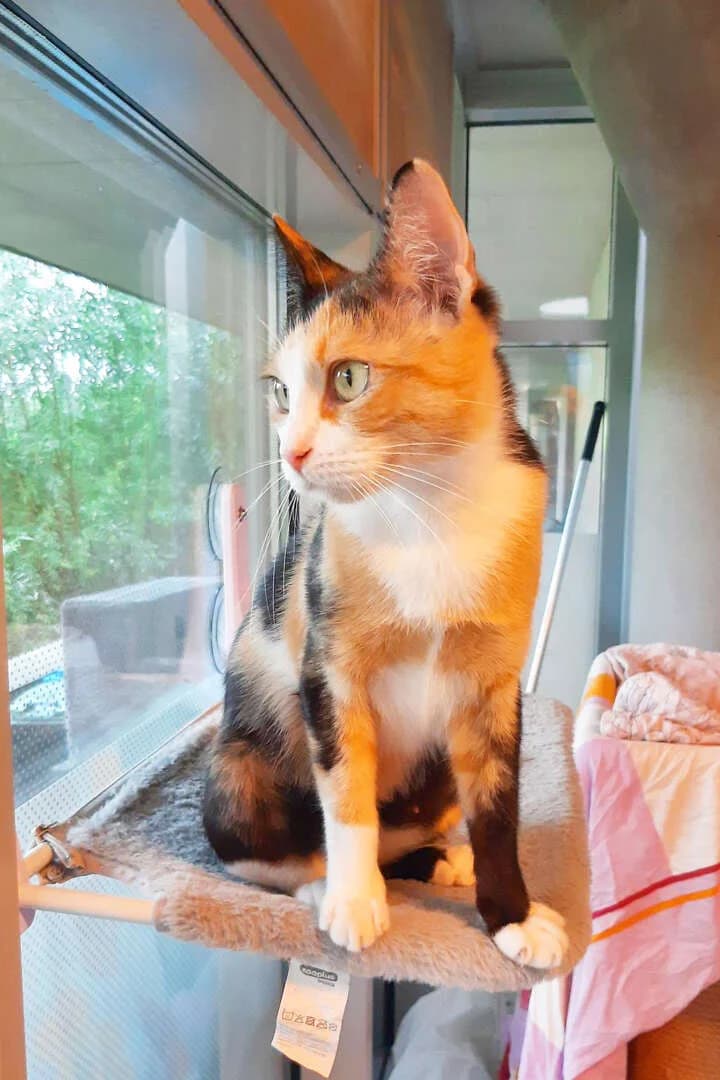 Zaggie, female 5yo European Shorthair for adoption at Tierheim Berlin, Berlin