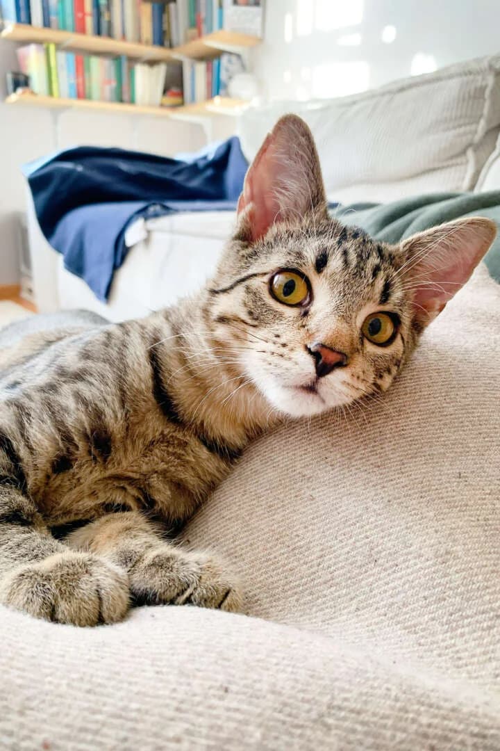 Zephyr, male puppy European Shorthair for adoption at Tierheim Berlin, Berlin
