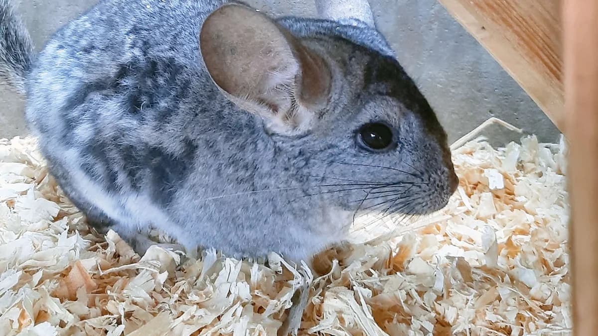 Zeus, male 4yo Chinchilla for adoption at Tierheim Berlin, Berlin